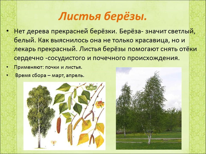 Листья берёзы. Нет дерева прекрасней берёзки. Берёза- значит светлый, белый. Как выяснилось она не